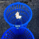 Fisk agn